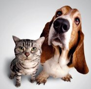 Cum va puteti folosi de bicarbonat de sodiu daca aveti animale de casa