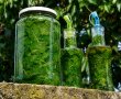 Extract de menta-8