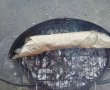 Stiuca la gratar in foaie de copt-1