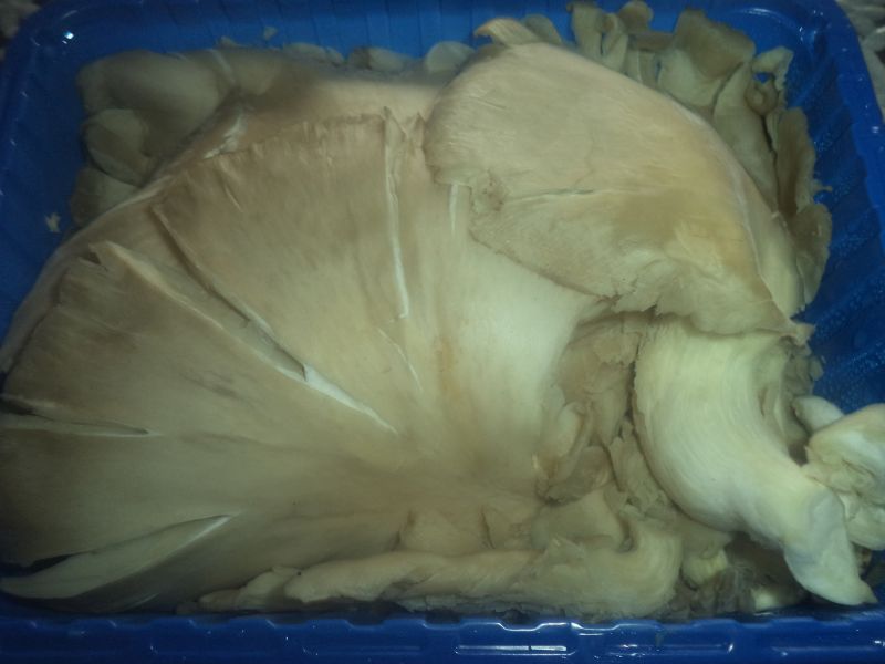 Pleurotus la cuptor cu parmezan ras si mujdei de usturoi