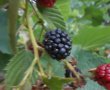 Dulceata de mure de gradina-0