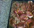 Ceafa de porc la cuptor-1