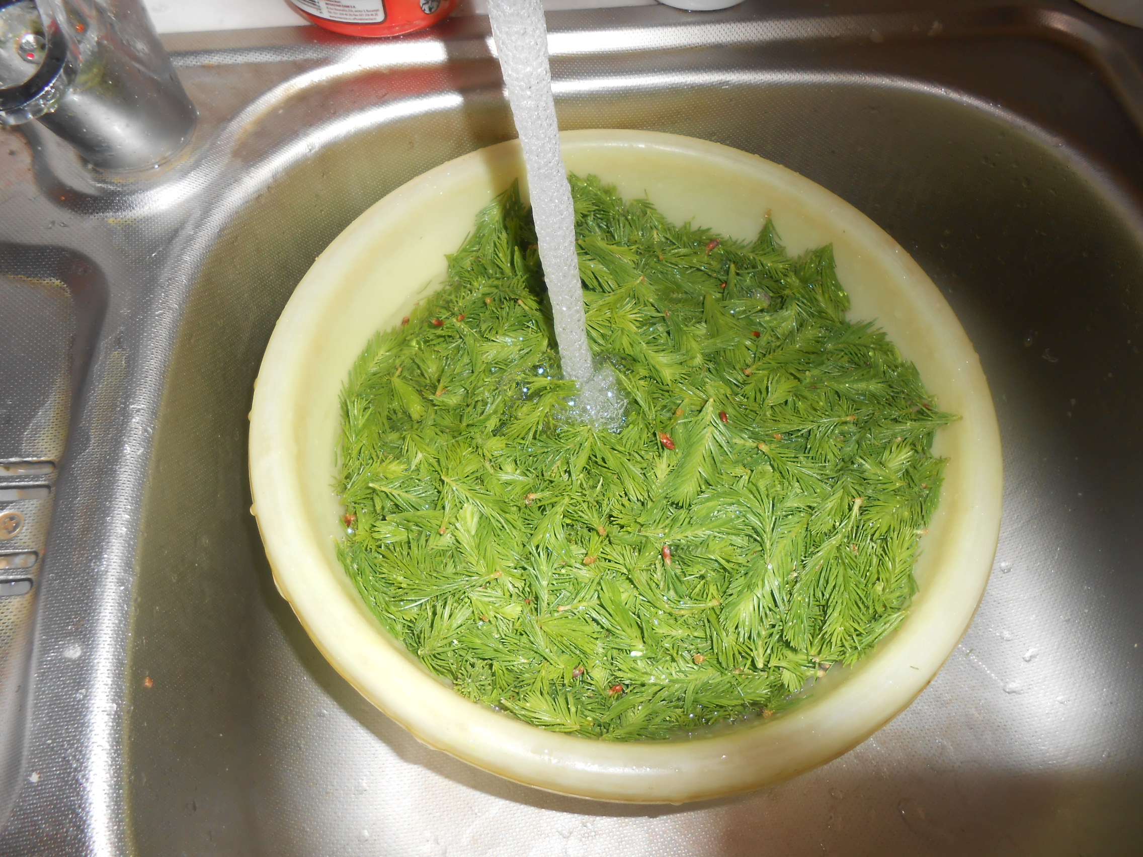 Sirop din muguri de brad