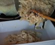 Penne la cuptor cu carne de pui-5