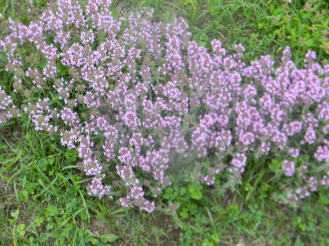 Supa cu tortellini si fasole verde