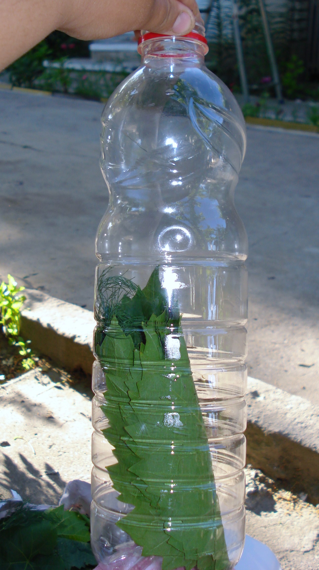 Vita de vie conservata