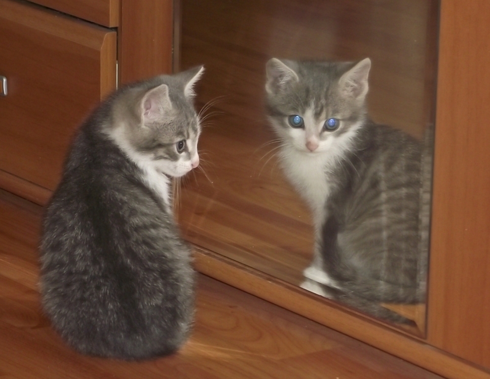   Dumnezeu pentru un pisoi