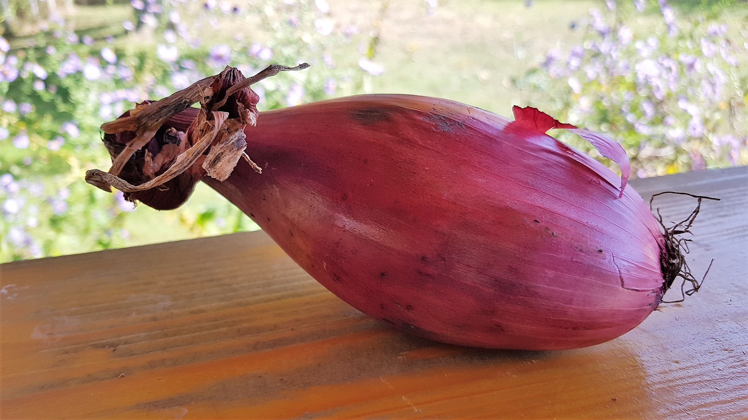 Vitel cu mustar si ceapa rosie la gratar - reteta nr. 1250