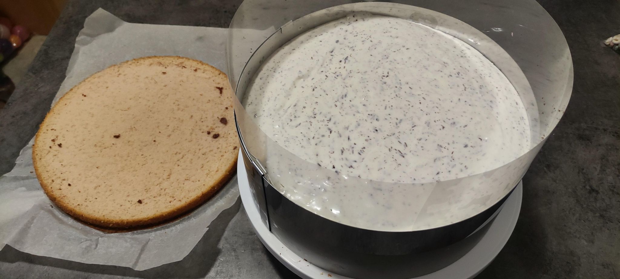 Desert tort Violet